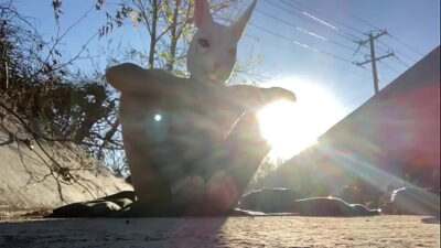 Sun Bunny all gay porn video